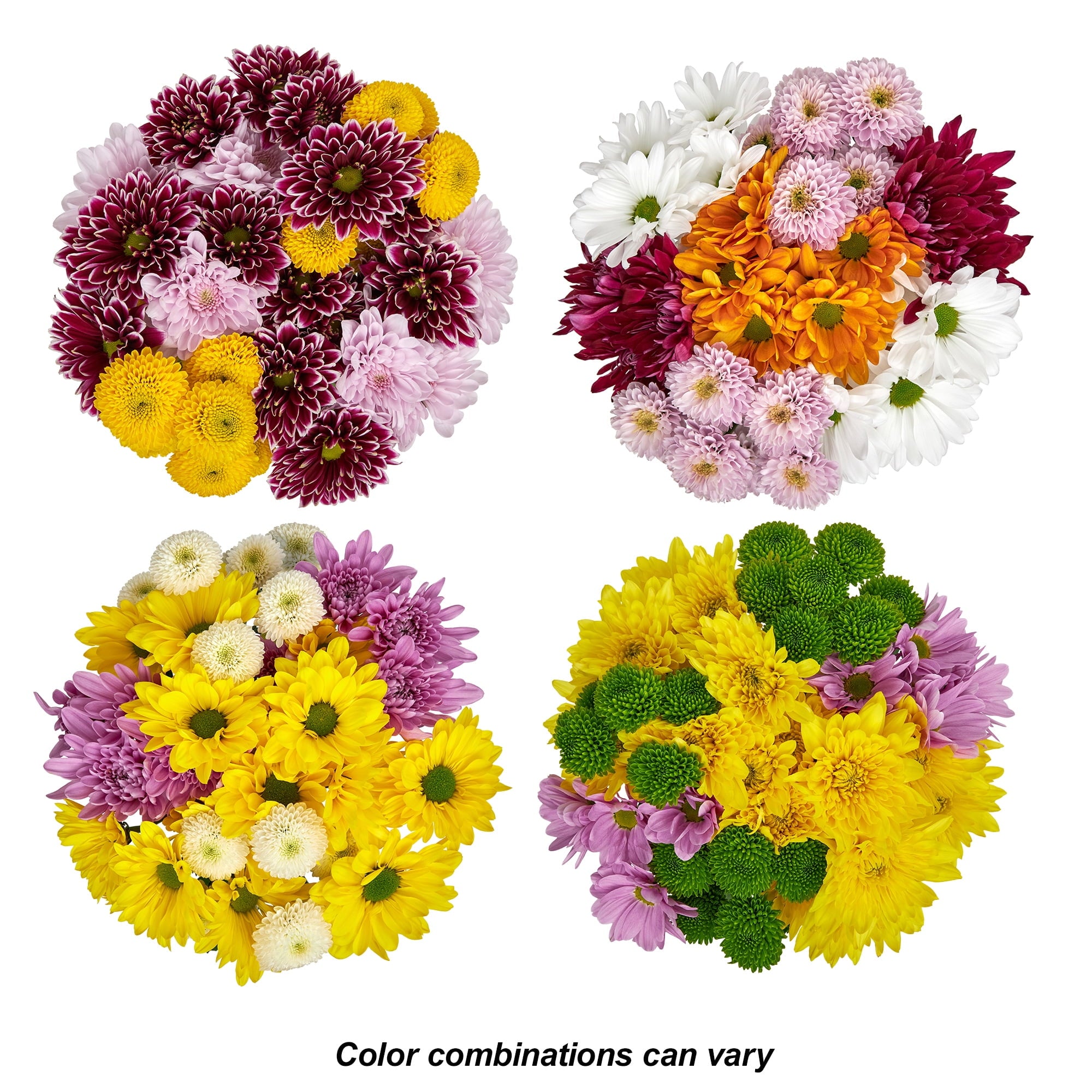 Fresh-Cut Small Rainbow Poms Flower ( 7 Stems ) ( Same Day Delivery Usa )