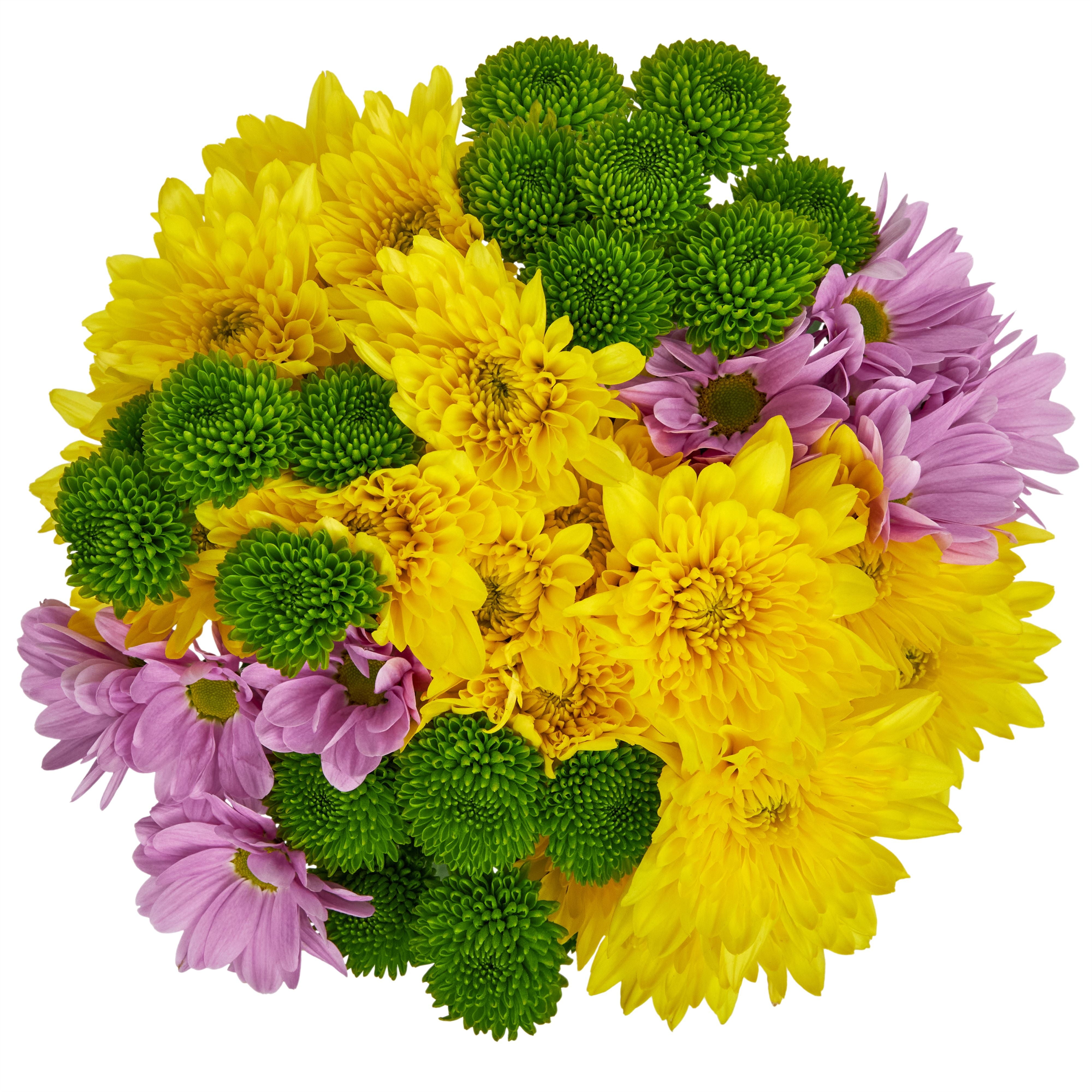 Fresh-Cut Small Rainbow Poms Flower ( 7 Stems ) ( Same Day Delivery Usa )