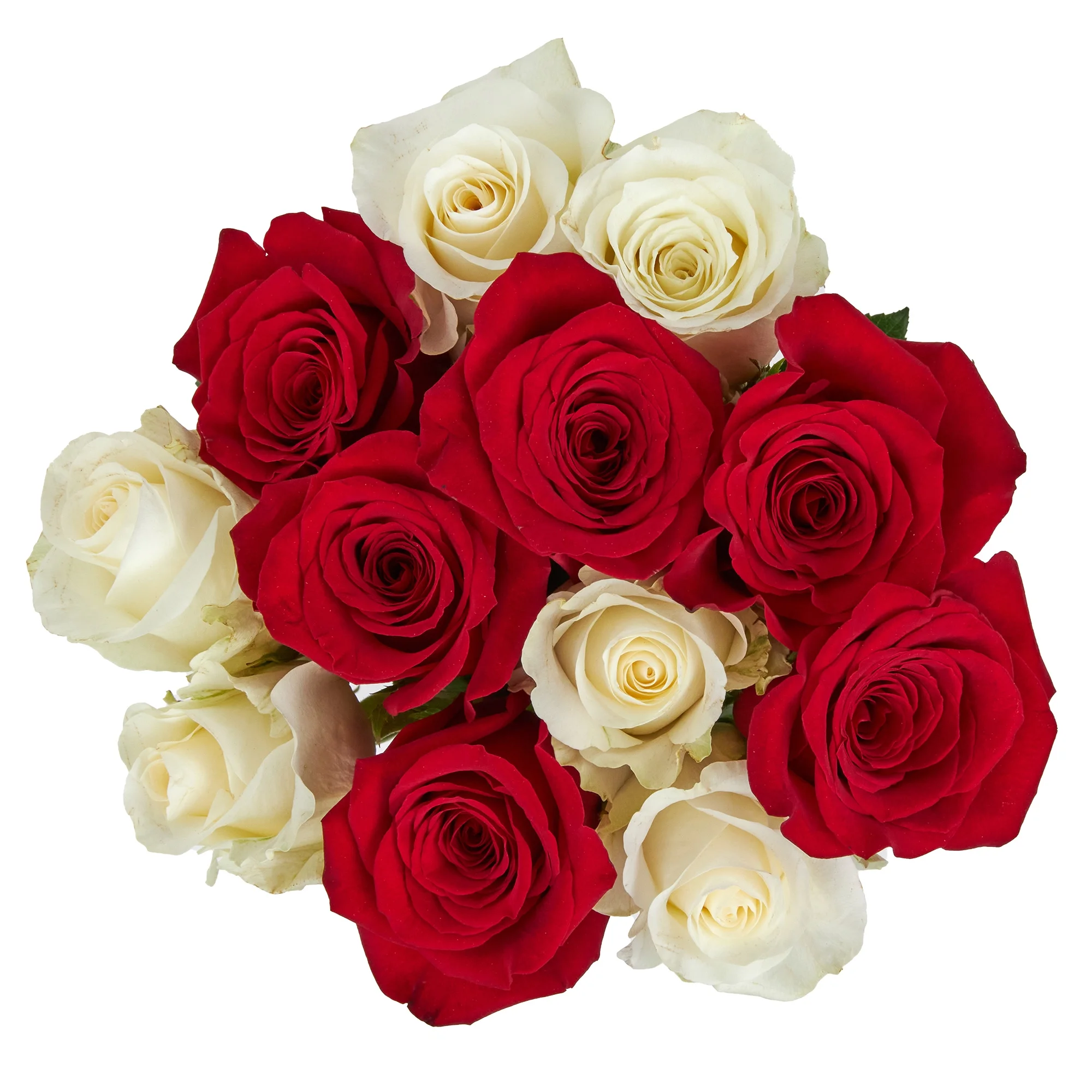 Fresh Cut Dozen Roses ( 12 Stems of Roses ) ( Same Day Delivery Usa )