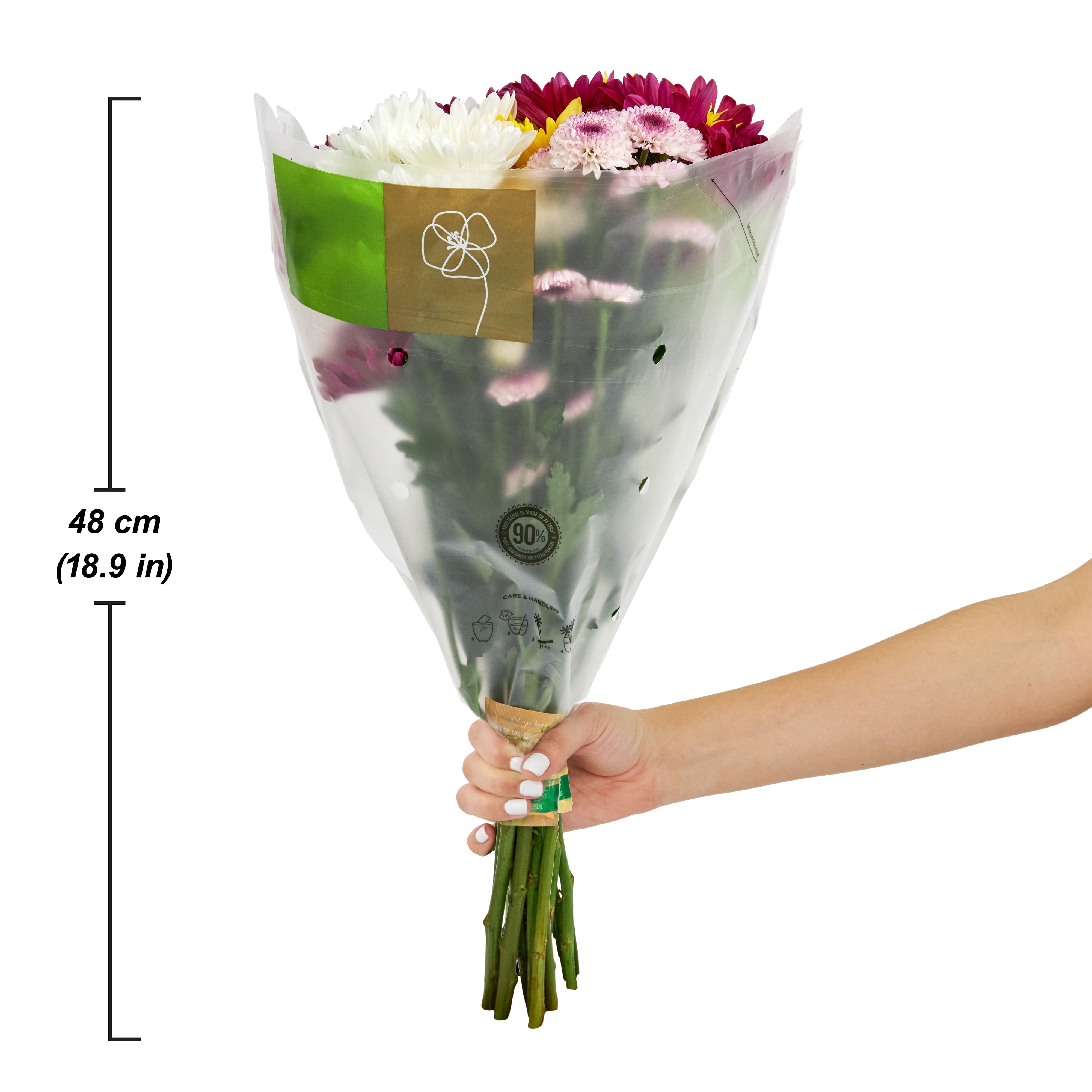 Fresh-Cut Small Rainbow Poms Flower ( 7 Stems ) ( Same Day Delivery Usa )